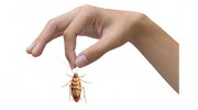Durham Regional Pest Control Services