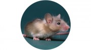 Aamcott Pest Control