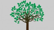 Beechwood Tree