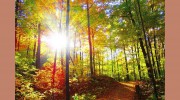 Fraser Tree Care