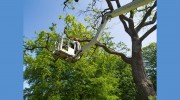 Timber Tree Service