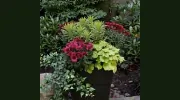 Pacific Garden Design
