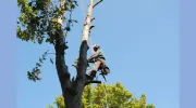 Van Dyke's Tree Care