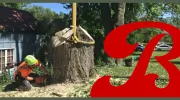 Brooklin Tree Care