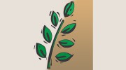 Il Giardino Landscaping