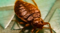 Bedbug Removal