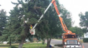 Lee's Tree Care